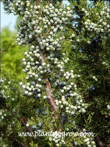 The plants in this group were loaded with fleshy cones.